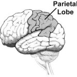 Brain Parietal lobe