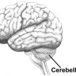 Brain cerebellum 2