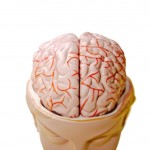 Brain model open