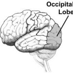 Brain occupital lobe