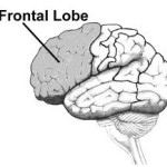 Brian frontal lobe 4