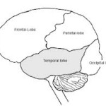 Brian temporal lobe 1